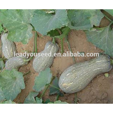 MPU02 Lixia hot sale hybrid green sweet pumpkin seeds